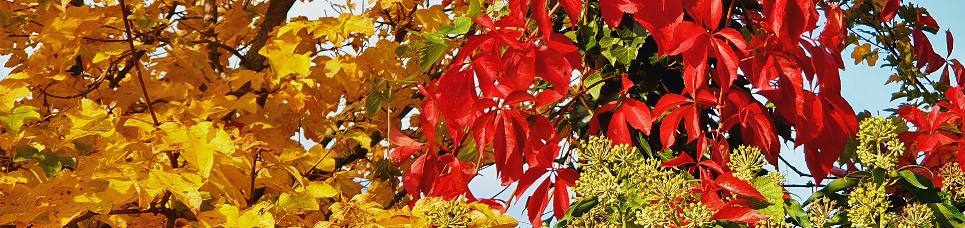 Herbst
